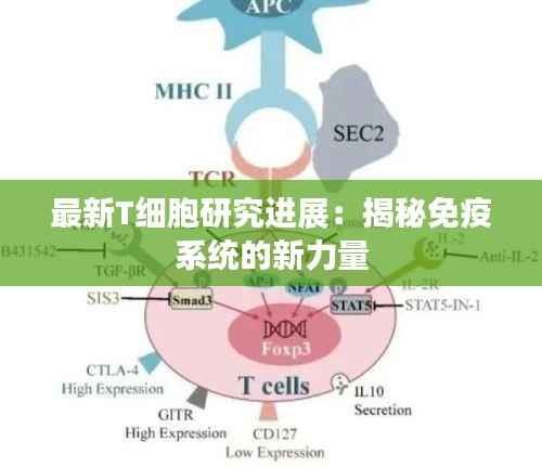最新T细胞研究进展:揭秘免疫系统的新力量