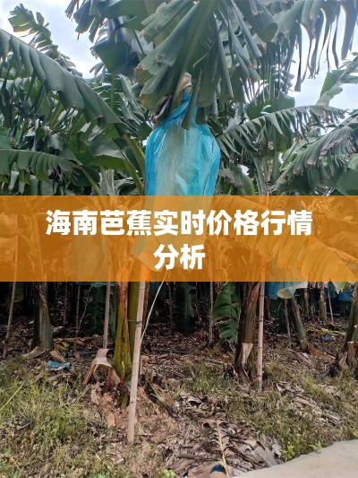 海南芭蕉实时价格行情分析