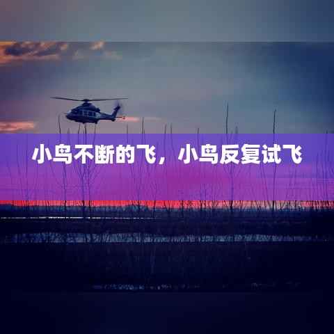 小鸟不断的飞，小鸟反复试飞 