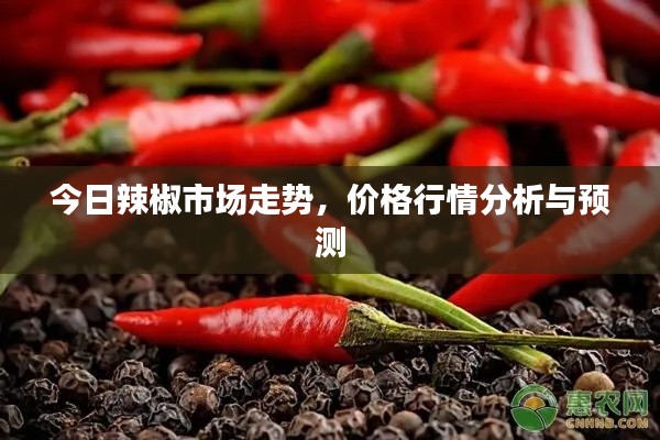 今日辣椒市场走势,价格行情分析与预测