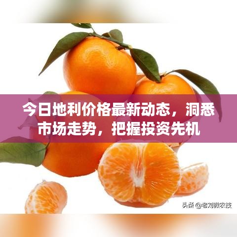 今日地利价格最新动态,洞悉市场走势,把握投资先机
