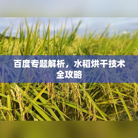 百度专题解析，水稻烘干技术全攻略