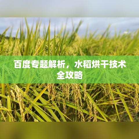 百度专题解析,水稻烘干技术全攻略