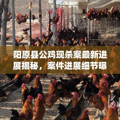 阳原县公鸡现杀案最新进展揭秘，案件进展细节曝光！