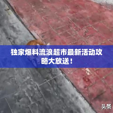 独家爆料流浪超市最新活动攻略大放送!